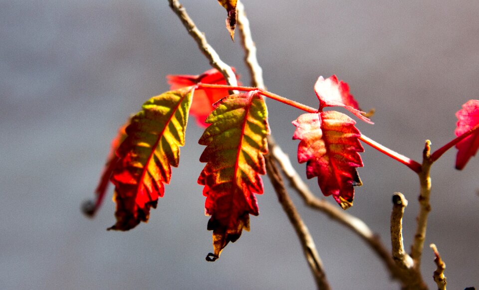 Autumn nature plants