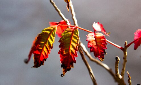 Autumn nature plants