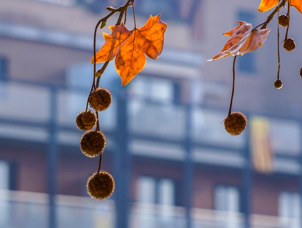 Season red leaves hanging