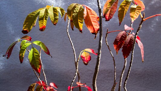 Autumn nature plants