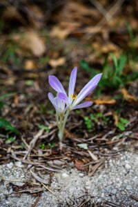 Sheet season petal photo