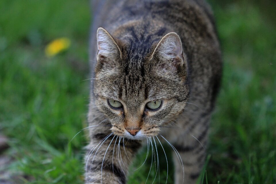 Free recording pet pretty