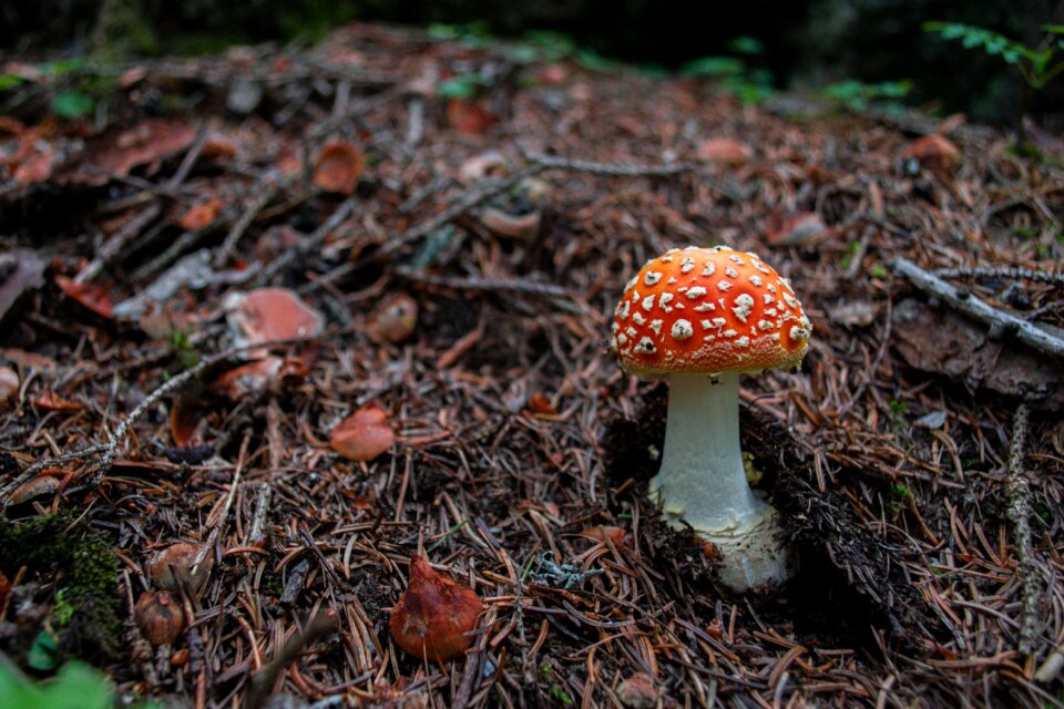 Toxic autumn forest