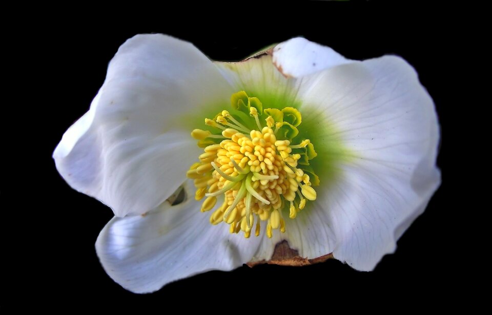 Nature plant petal