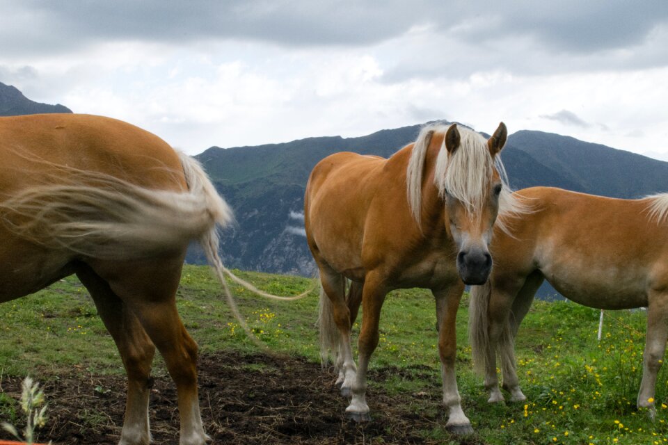 Workhorse kaltblut meadow