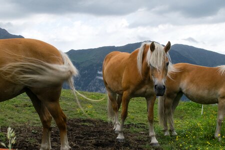 Workhorse kaltblut meadow