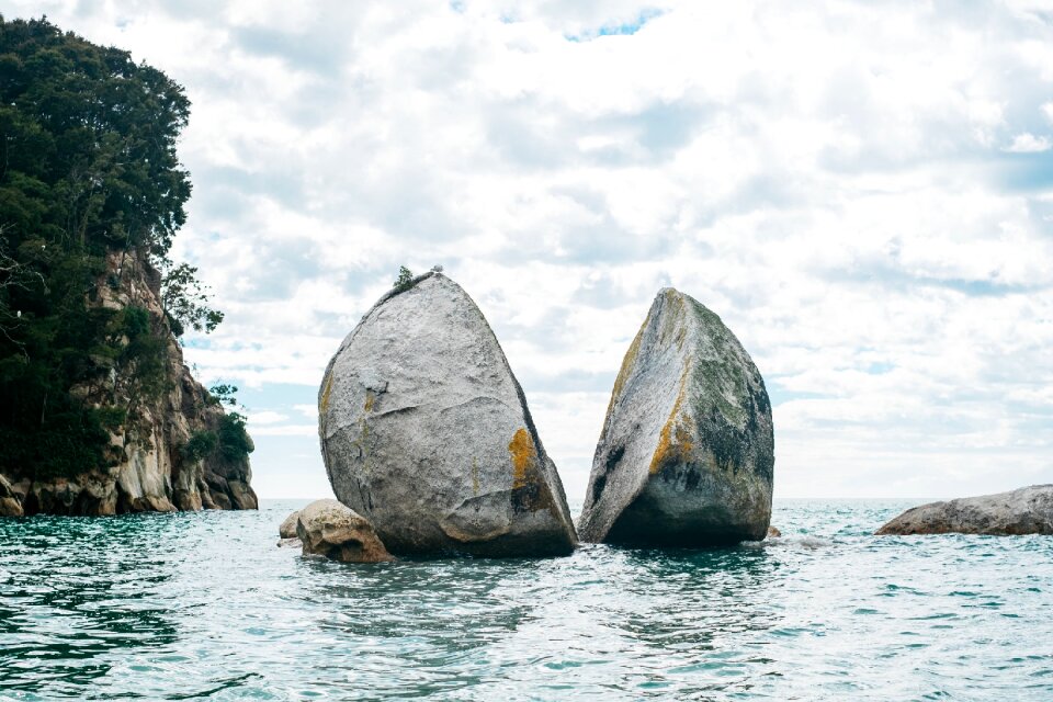 Trees plant rocks photo