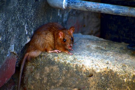 Rodent musa mammal