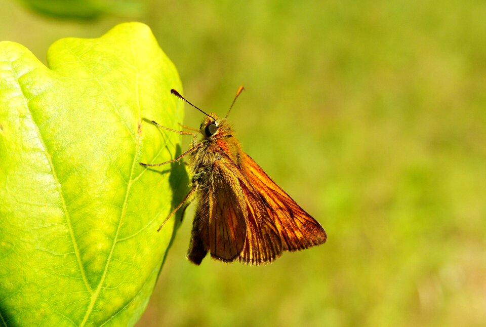 At the court of insect butterfly