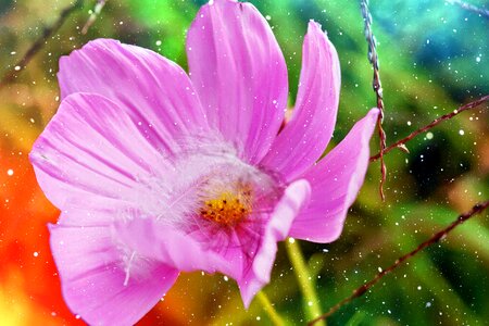 Flower cosmea pink