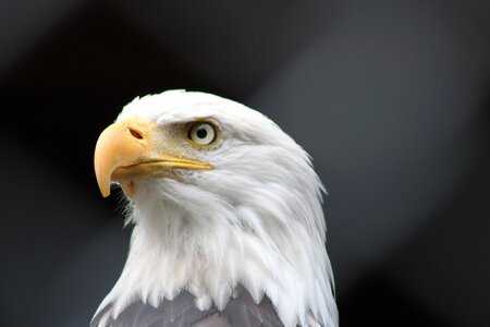 Eagle nature peak