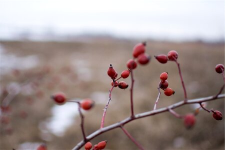 Red berries branches photo