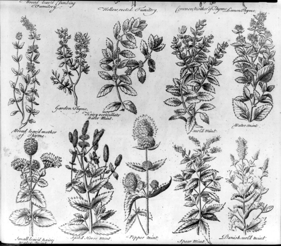 10 figures of different varities of thyme and mint LCCN2003663569