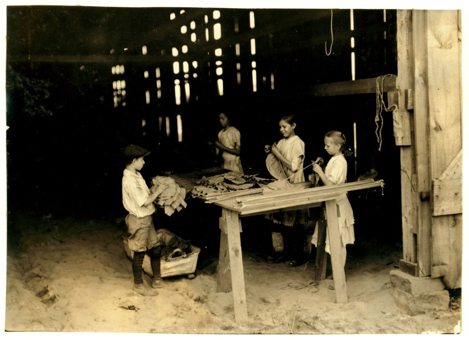 10 year old leaf boy and three 'stringers,' 10, 12, and 13 yrs. old. Tobacco shed of American Sumatra Tob. Co. In these two sheds were 41 girls and boys from 10 to 15 yrs., and only 24 girls LOC nclc.00701