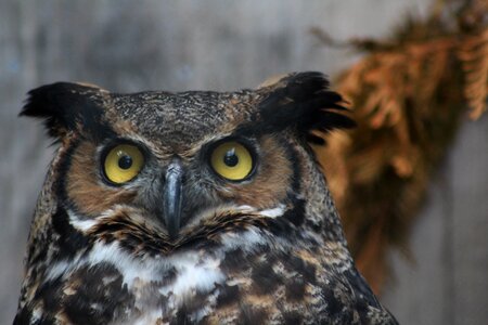 Portrait bird of prey owl