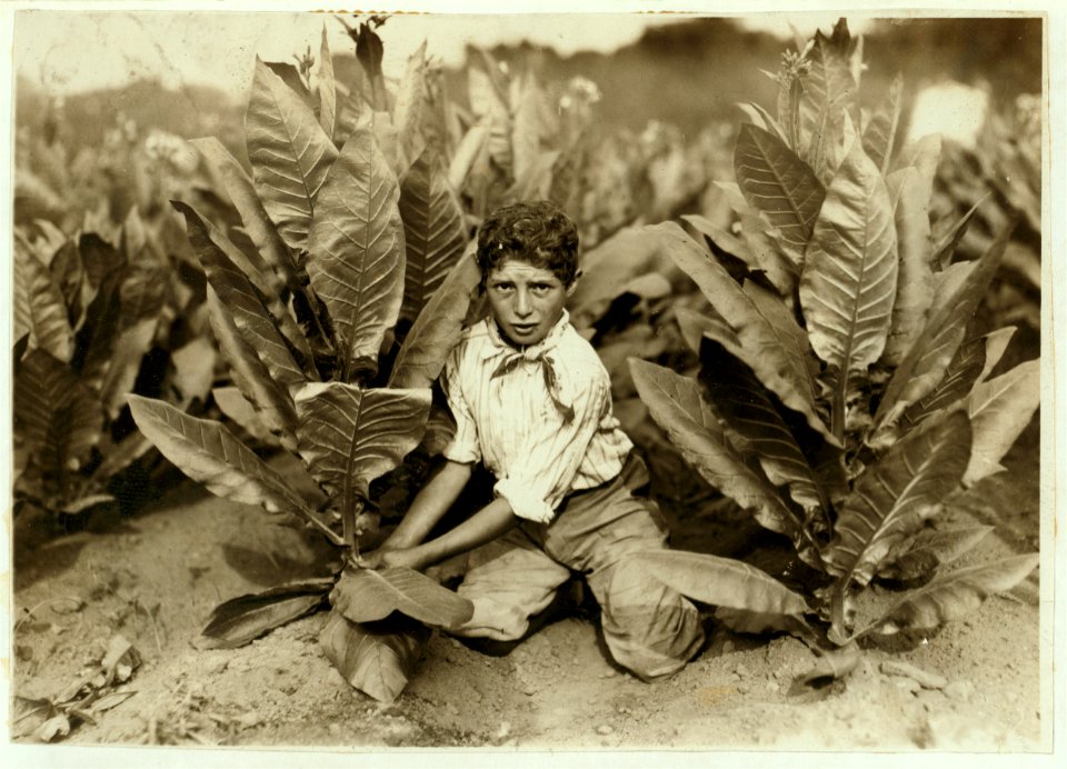 10 yr. old picker on Gildersleeve Tobacco Farm. LOC cph.3b21313