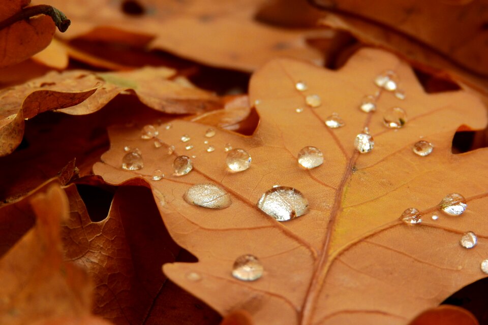 Oak oak leaves autumn leaves