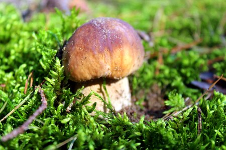 Mushrooms forest autumn photo