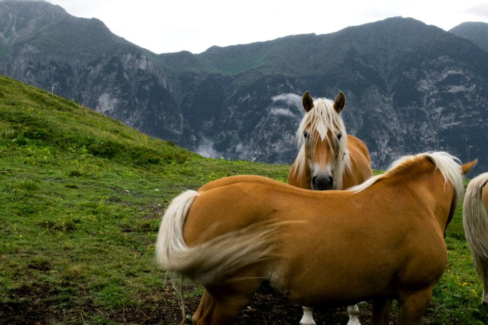 Workhorse kaltblut meadow