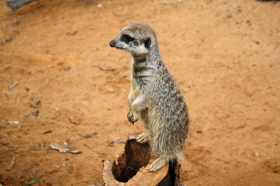 Animal desert meerkat