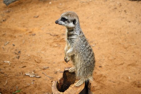Animal desert meerkat photo