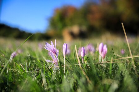 Autumn crocus fall flowers pink flower photo