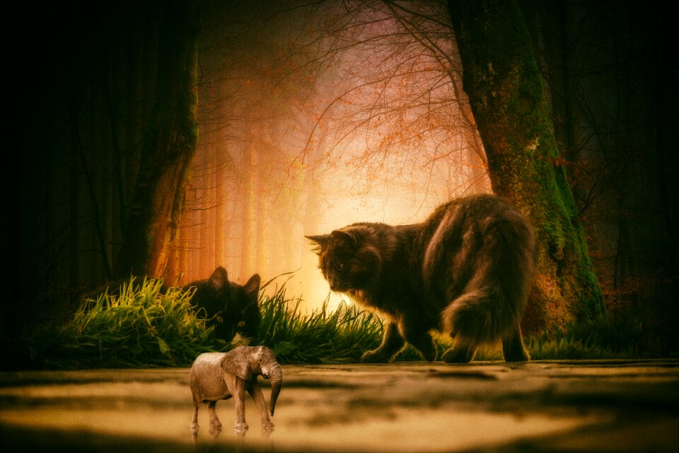 Elephant animals mysterious forest