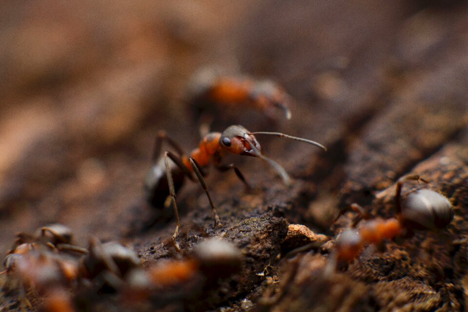 Insect macro close up