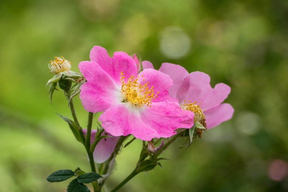 Blossom bloom nature
