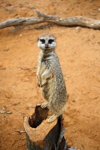 Desert animal zoo photo