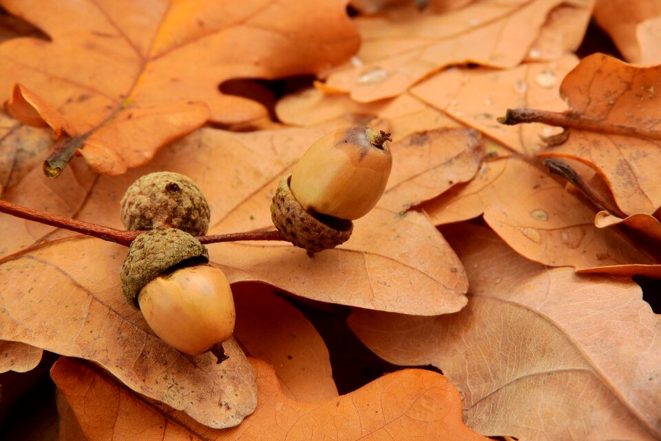 Autumn colors autumn autumn fruits