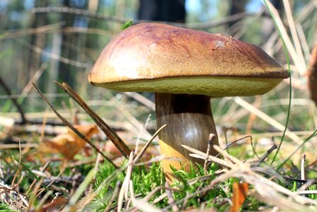 Mushrooms brown forest photo