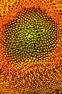Sunflower seeds fauna nature