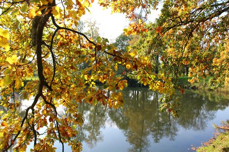 Nature relaxation foliage