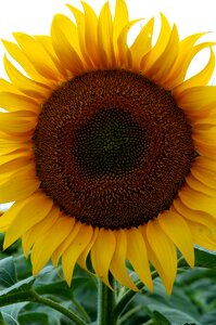 Yellow flower flora nature