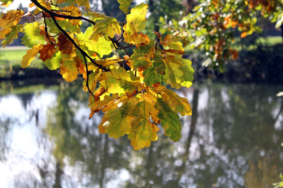 Tree landscape nature