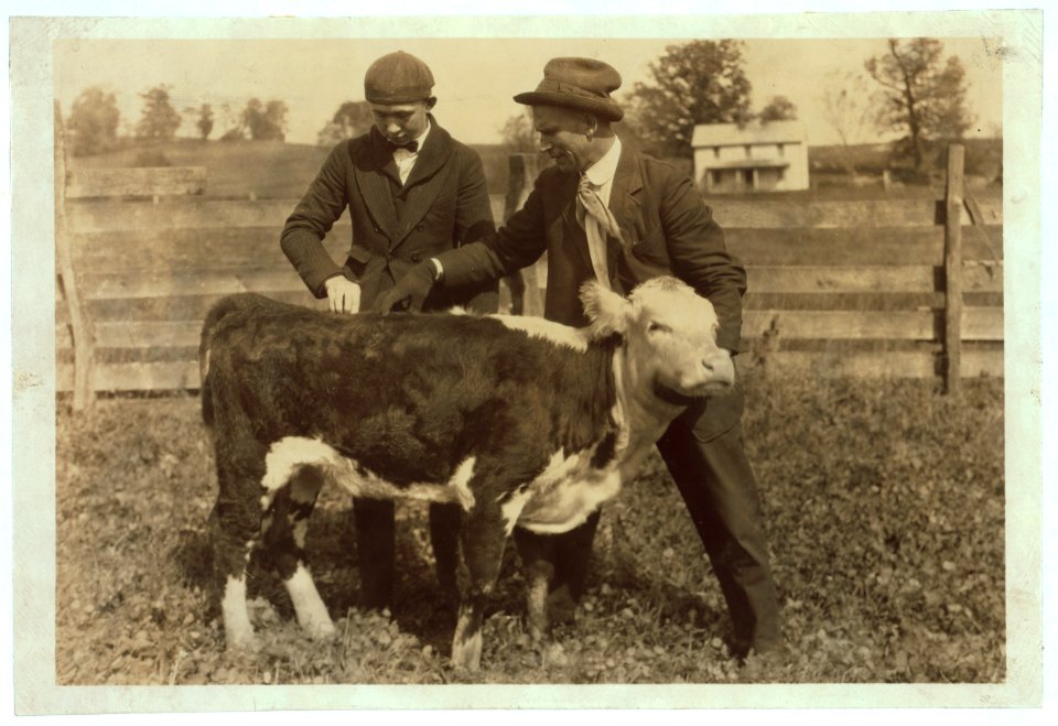 11 boys and 2 girls in Hillsboro are each taking a calf furnished by the County Farm Bureau on credit, - each agreeing to do the best to raise the calf and exhibit at the annual show. See LOC nclc.04430