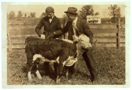 11 boys and 2 girls in Hillsboro are each taking a calf furnished by the County Farm Bureau on credit, - each agreeing to do the best to raise the calf and exhibit at the annual show. See LOC nclc.04430