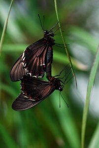 Animal world fly butterflies