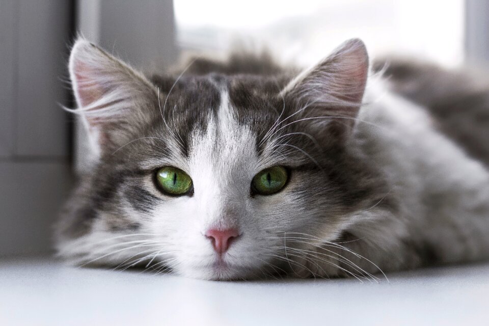 Cute eyes gray cat