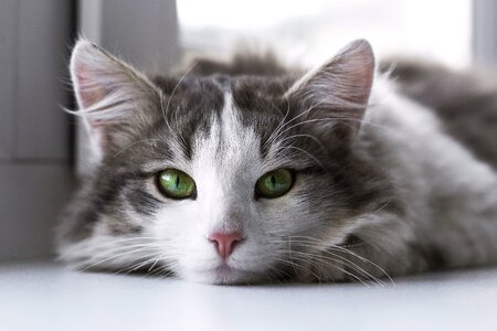 Cute eyes gray cat photo