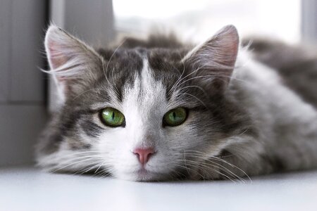 Cute eyes gray cat