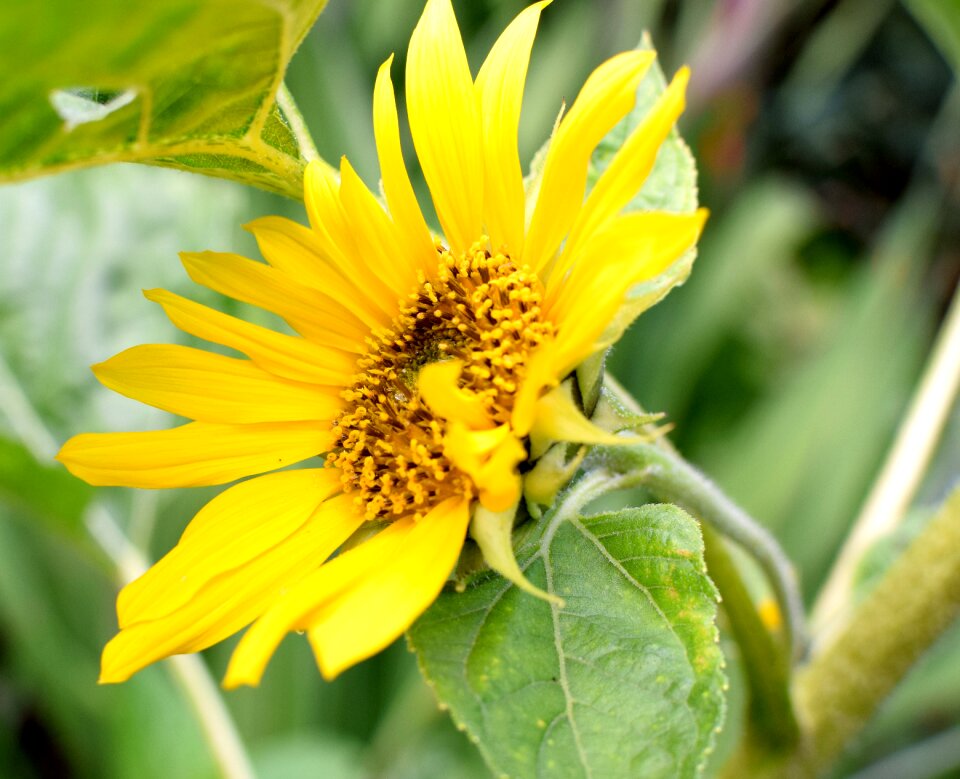 Plant blossom bloom