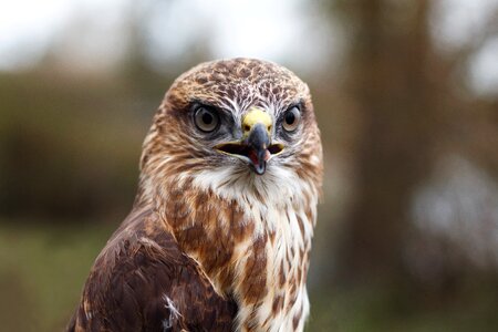 Animal fly owl photo