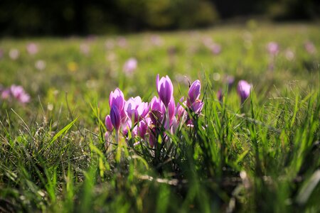 Autumn crocus fall flowers pink flower photo