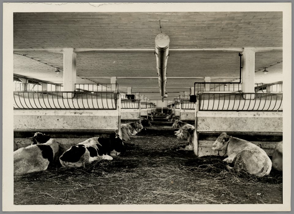 1108WP-4 - Abattoirs et marché aux bestiaux de la Mouche - Tony Garnier 1