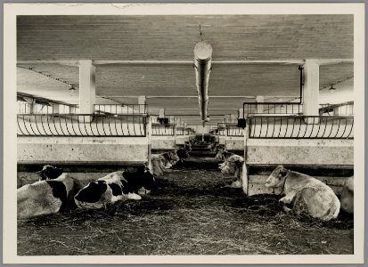 1108WP-4 - Abattoirs et marché aux bestiaux de la Mouche - Tony Garnier 1