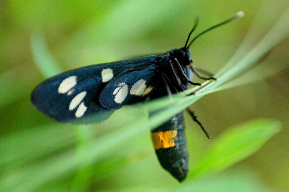 Bug fauna nature