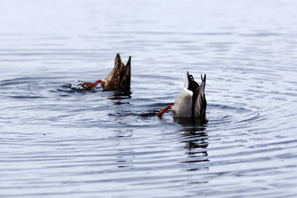 Nature bird swimming