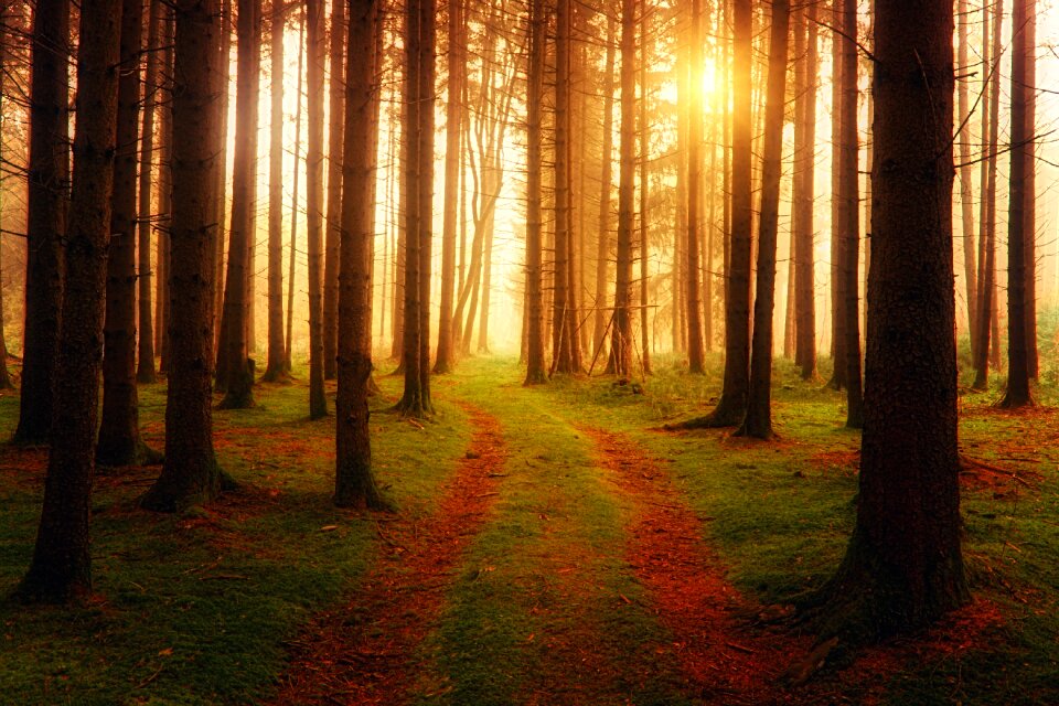 Forest path rays autumn